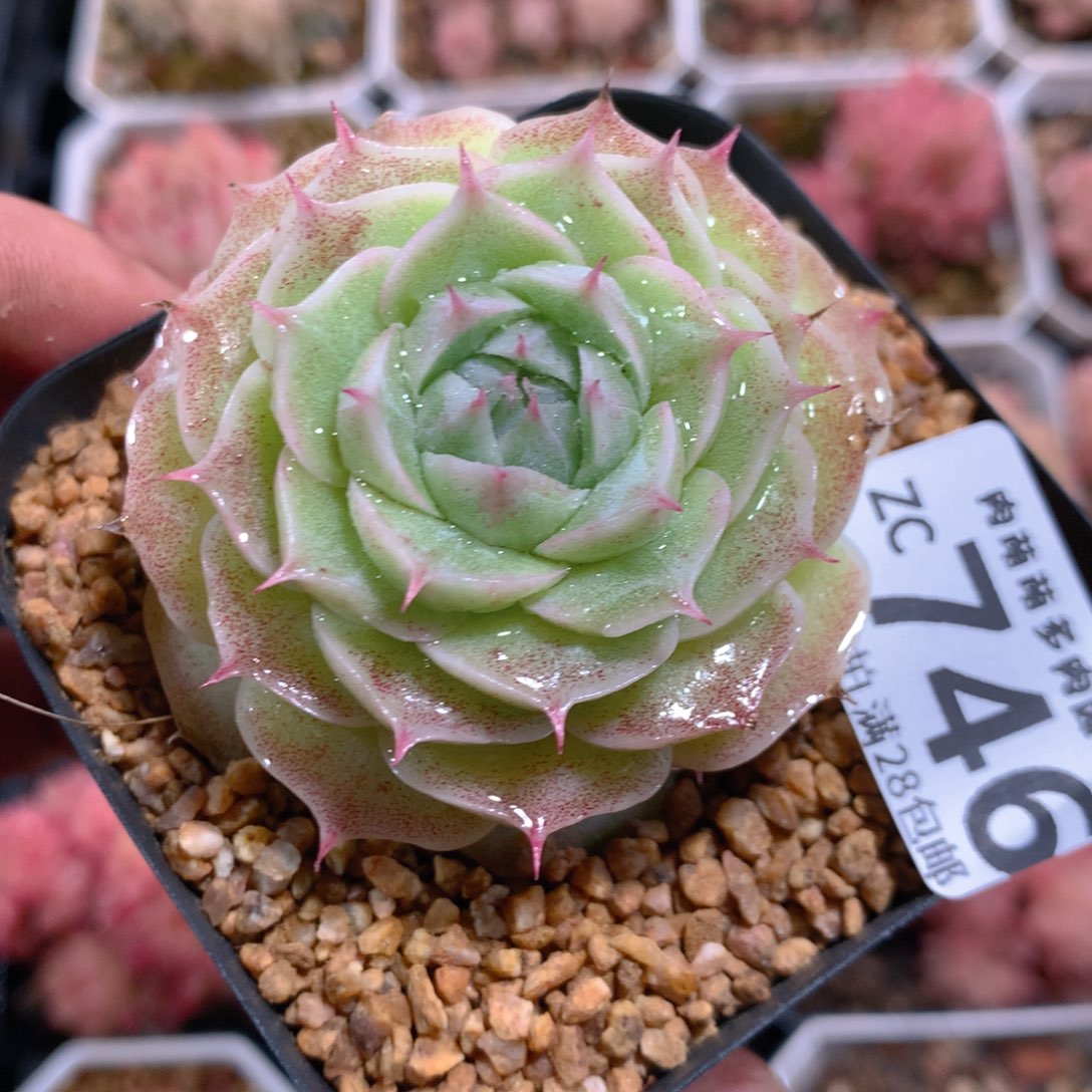 5CM拇指盆精控多肉ZC746