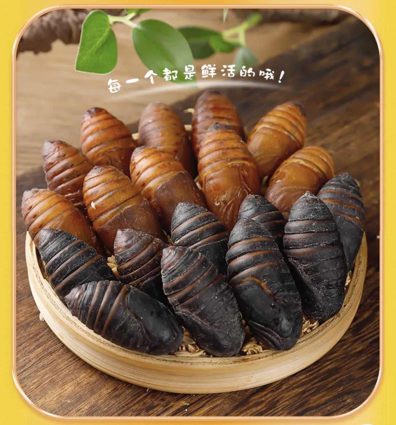 东北特产大黄柞蚕蛹新鲜活蝉蛹混大黑秋蛹活体大茧蛹包邮