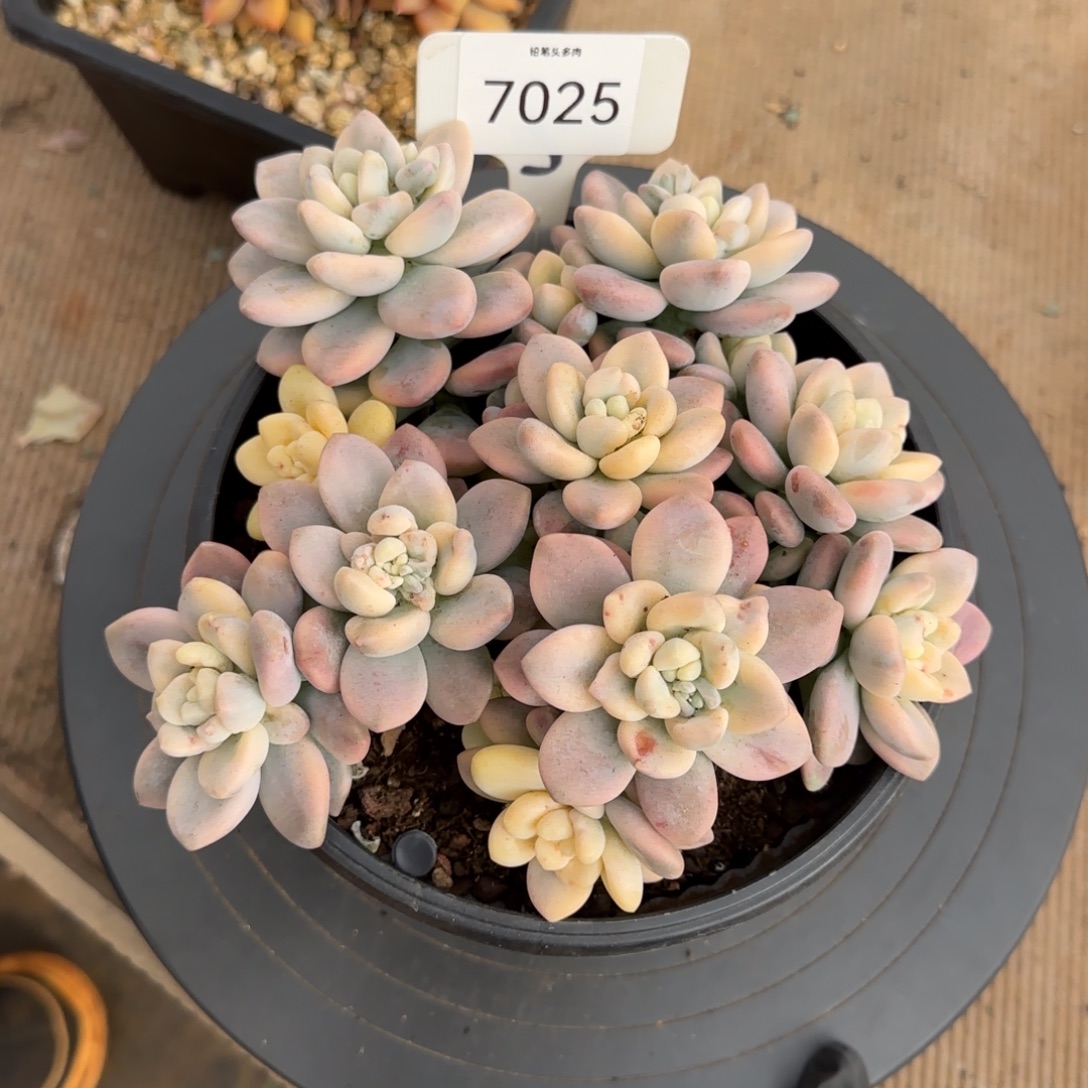 7025。      洛神锦多肉