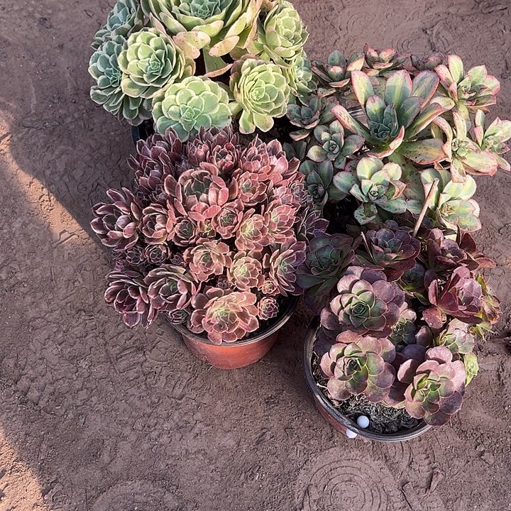 981多肉植物组合，