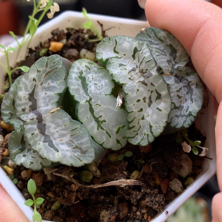 玄武玉扇带盆土发货