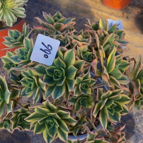 星爆多肉植物一物一拍66多肉