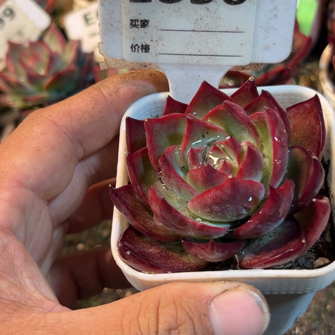 惊鸿一瞥830号多肉