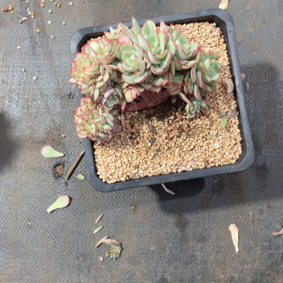 多肉植物多肉植物