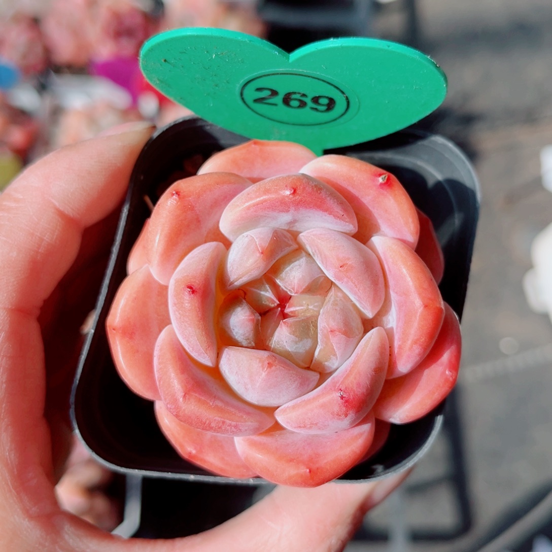 昱***语269号小老桩糖心单头