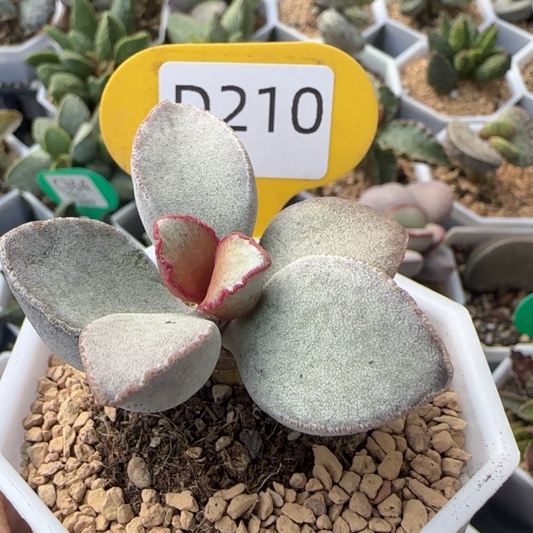 福利多肉。   210。    