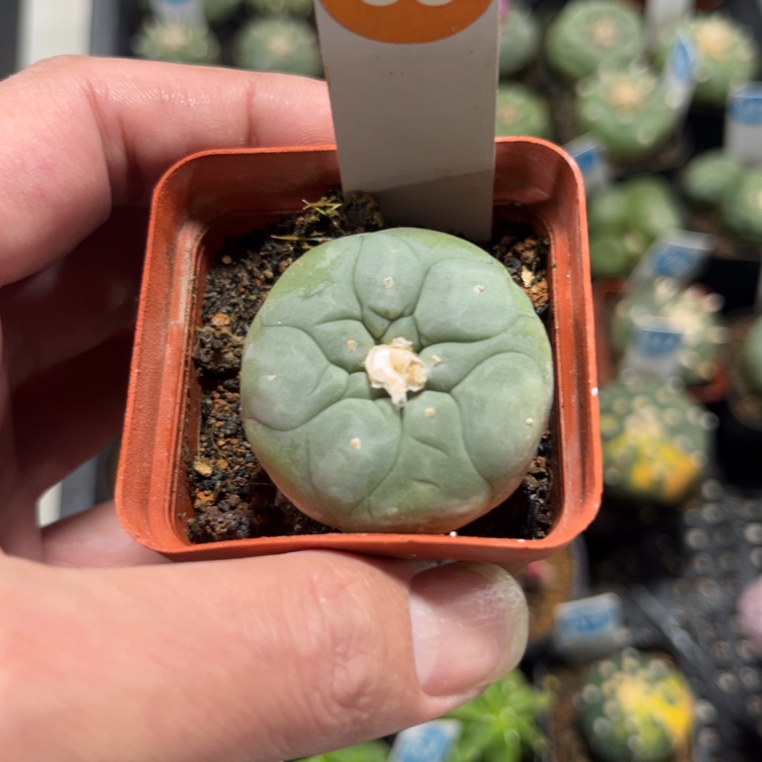 83实生仙人球带盆带土发货