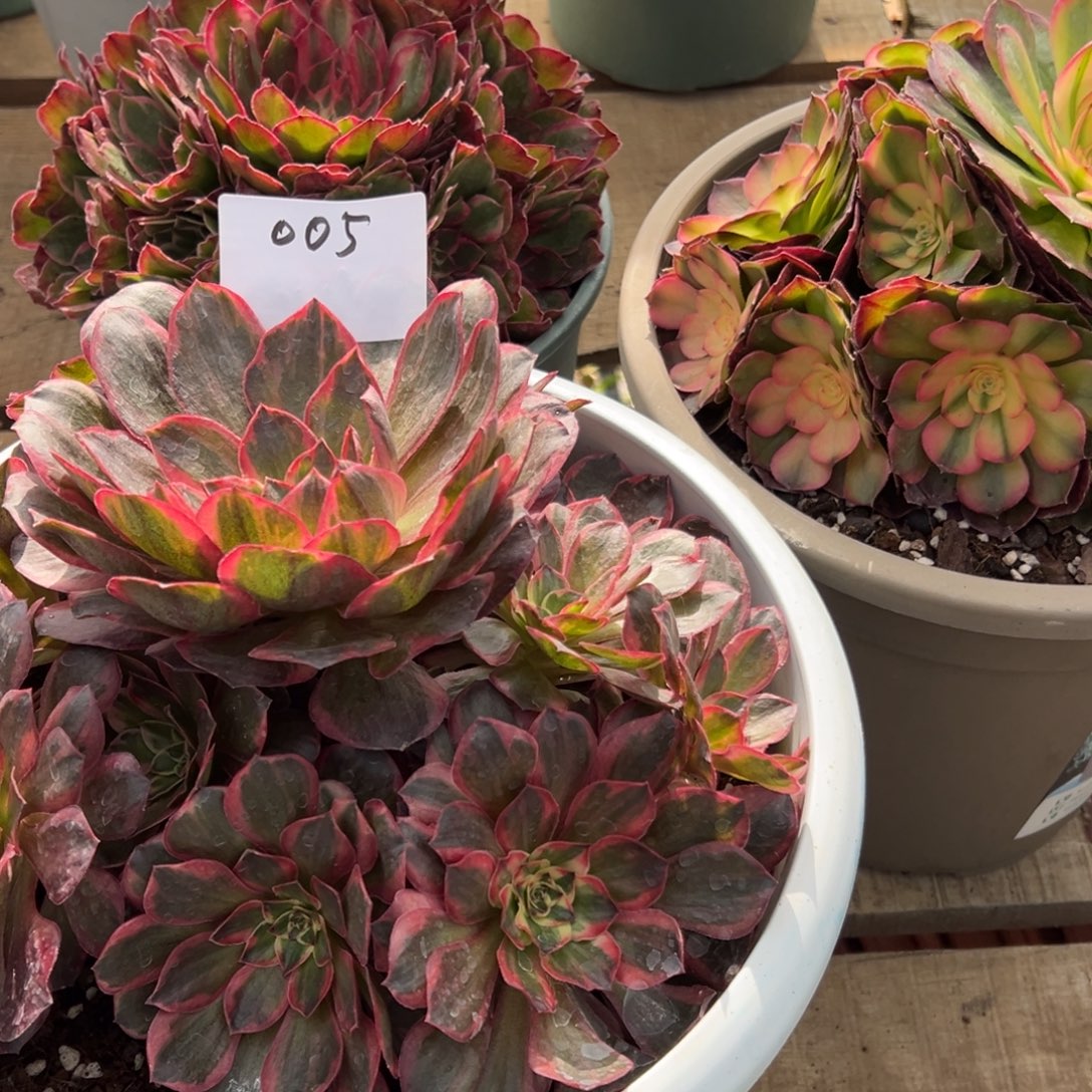 二***姨005多肉法师锦3个一组