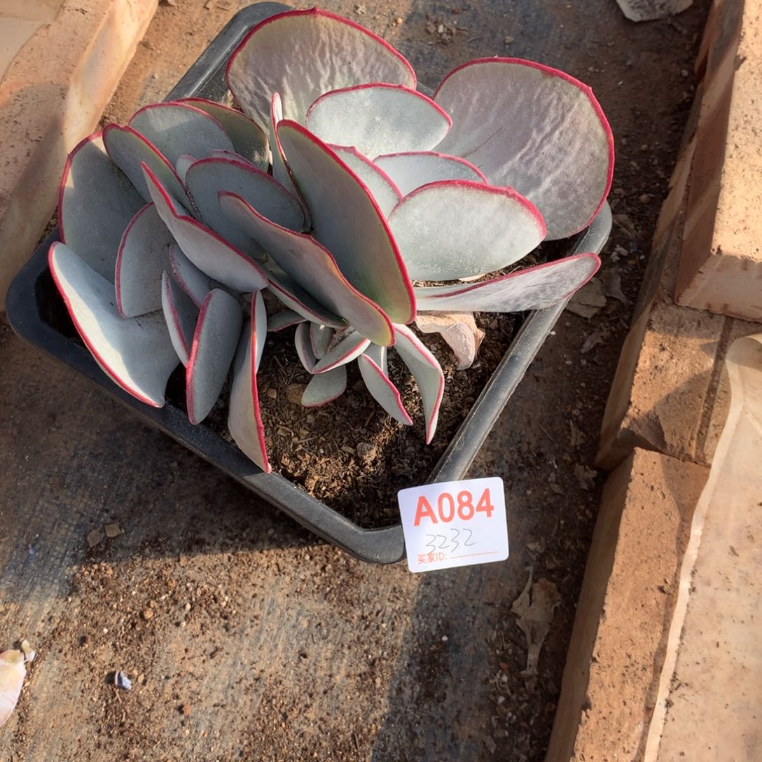 冰***淋白眉群生多肉植物