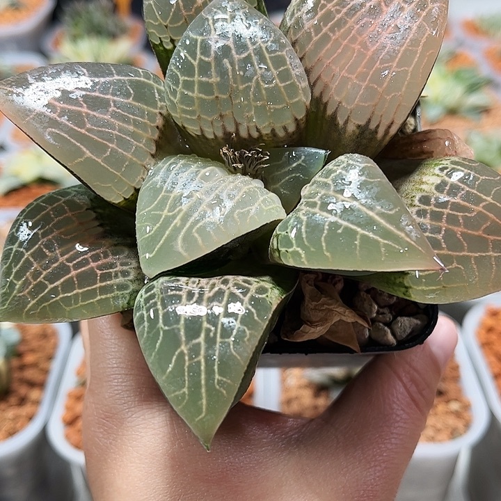 十二卷多肉粉玻璃