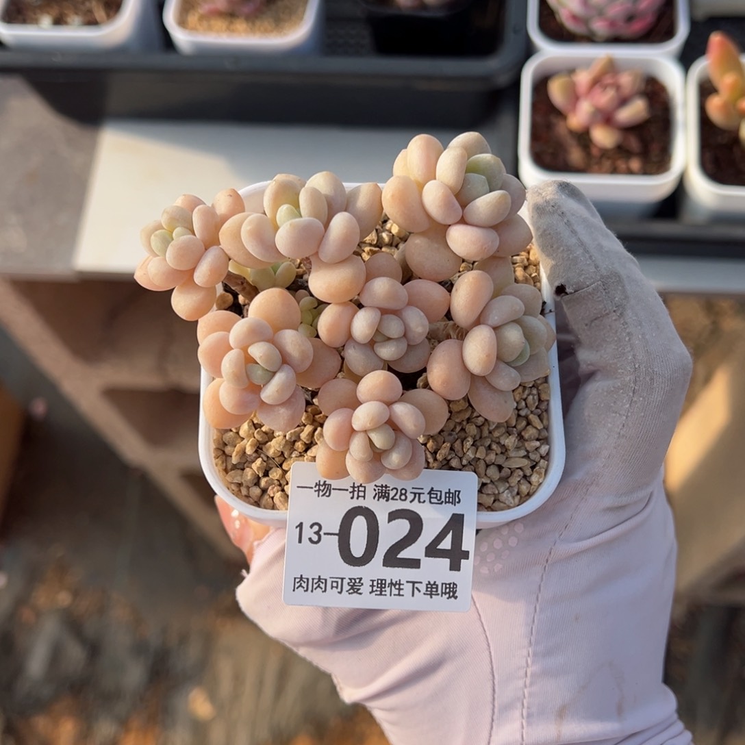 奶白糖多肉多肉多肉多肉