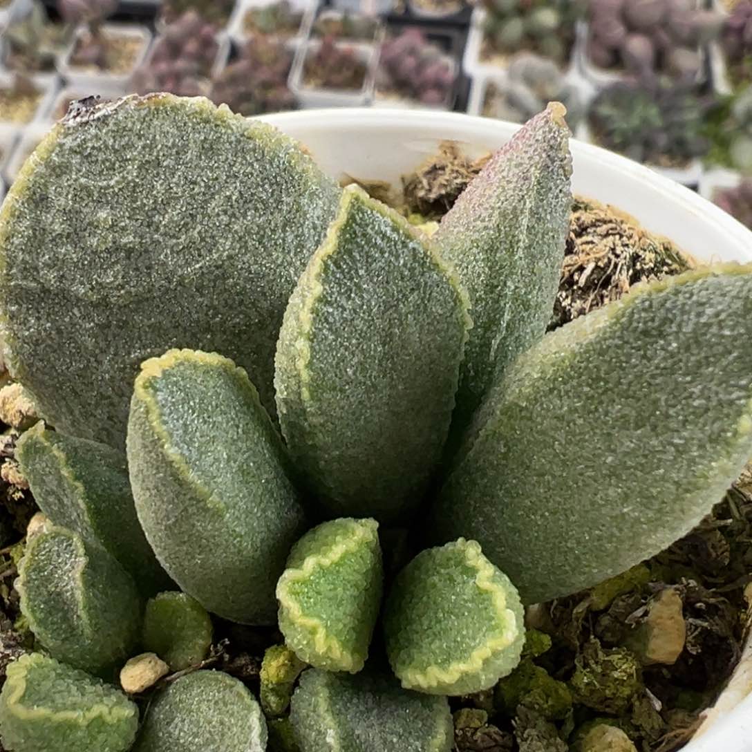 实生底叶苗绿色系楞叶皱边多肉