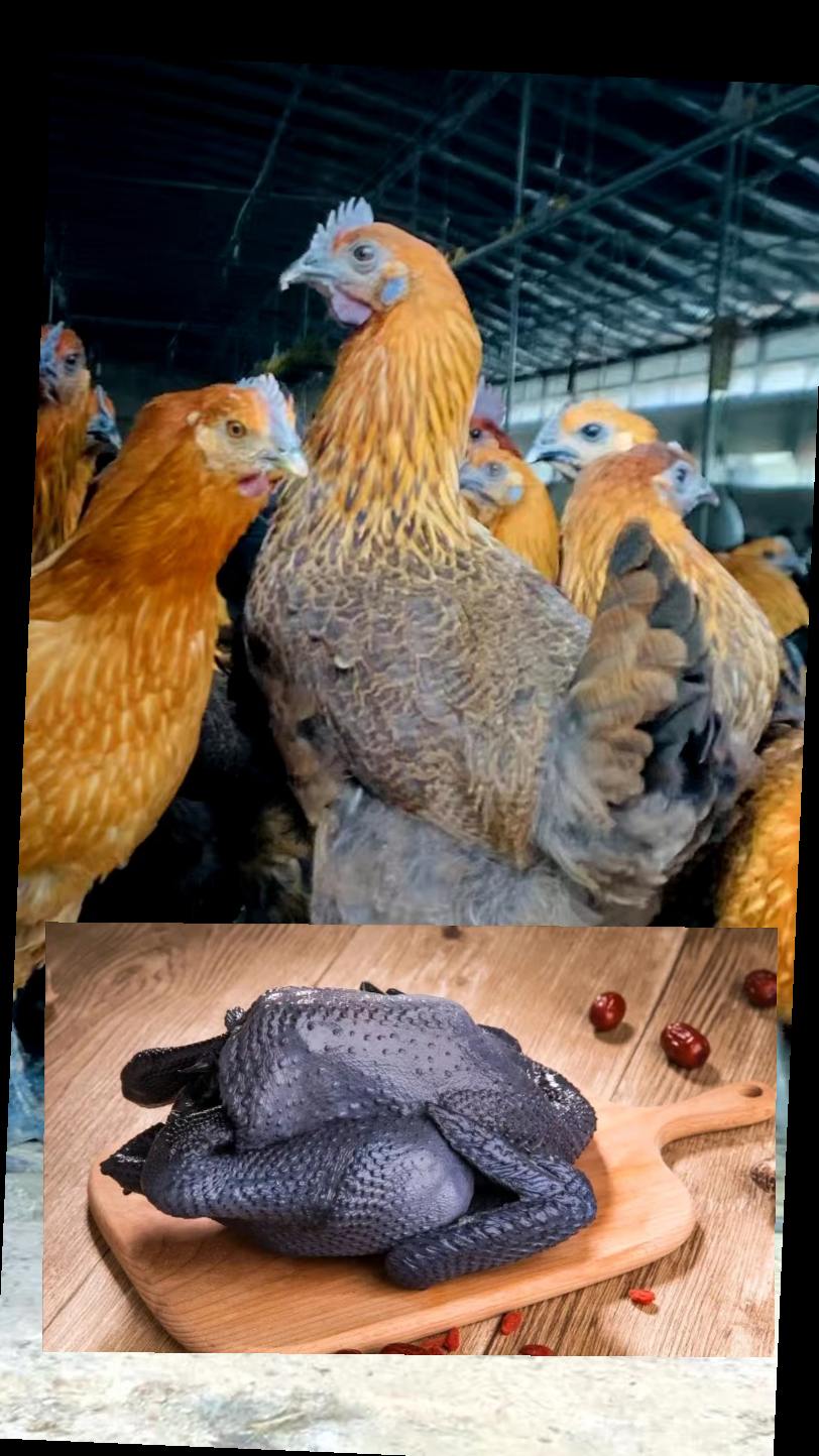 云南散养无量山红羽乌骨鸡鲜嫩多汁包邮