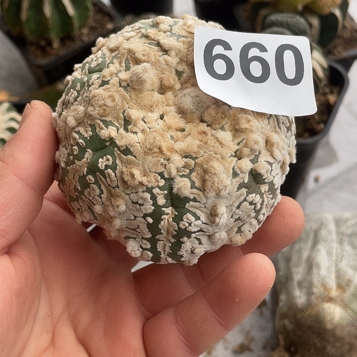 完全开放660都一个