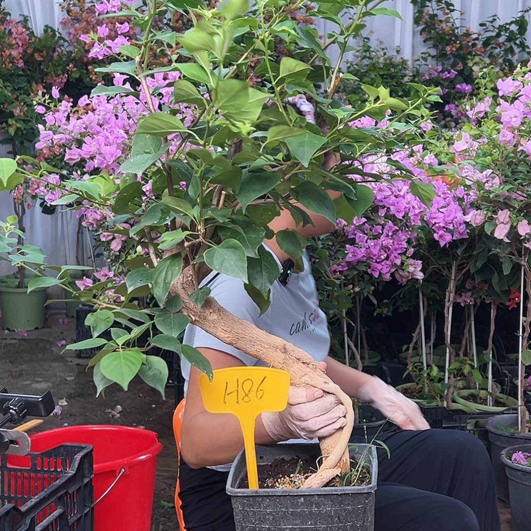 叶***子大部分花苞少量开放H86绿樱