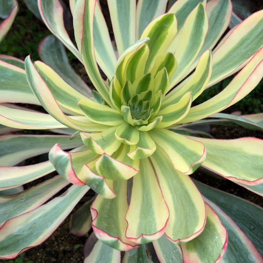 40啊波罗多肉植物一