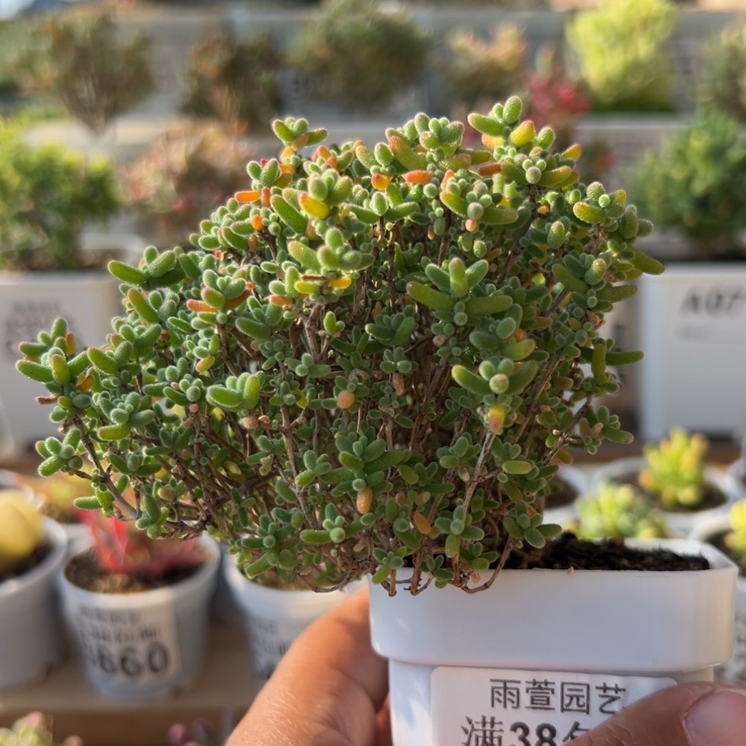 21-178枝干番杏蜜橘糖球悬崖老桩