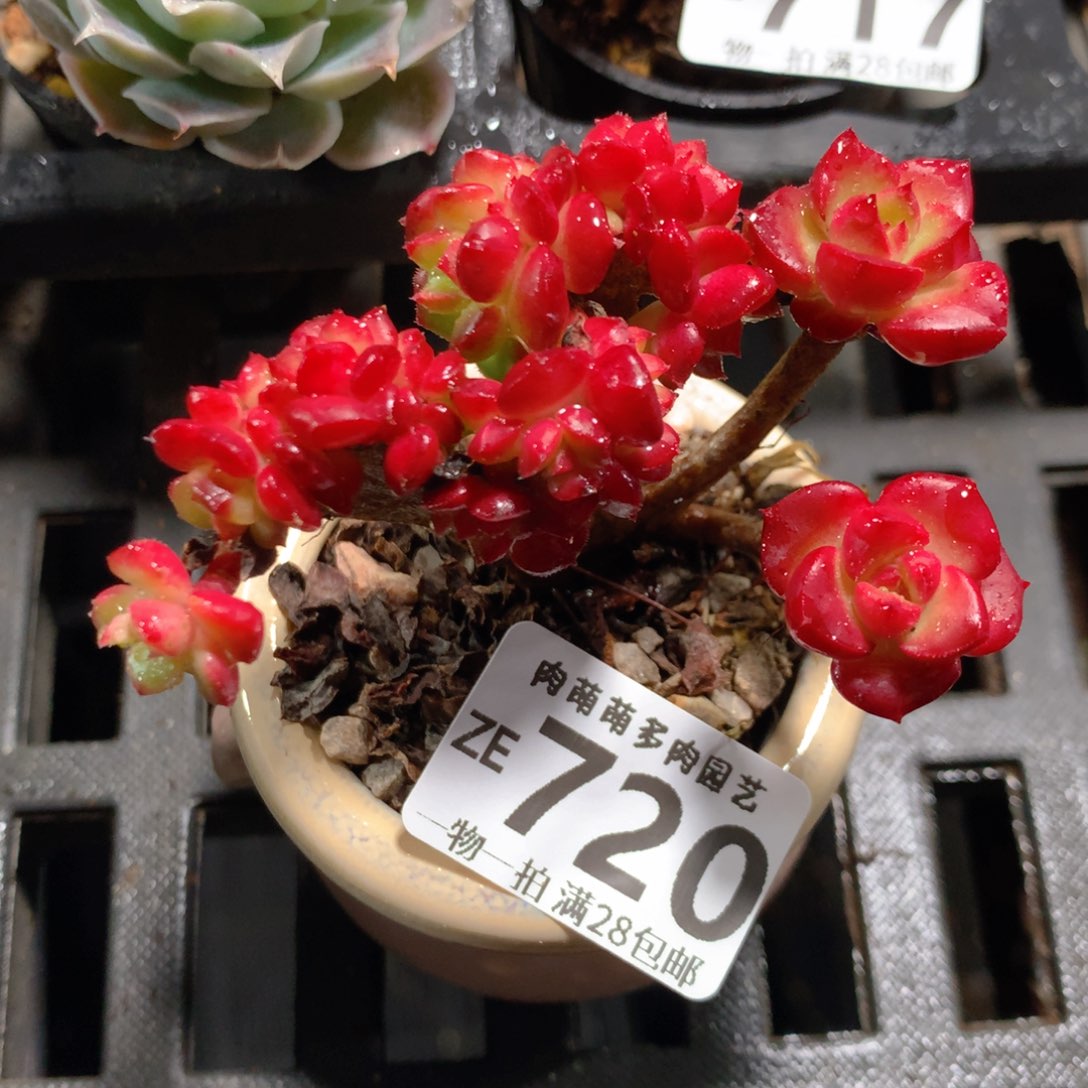 5CM拇指盆精控多肉ZE720