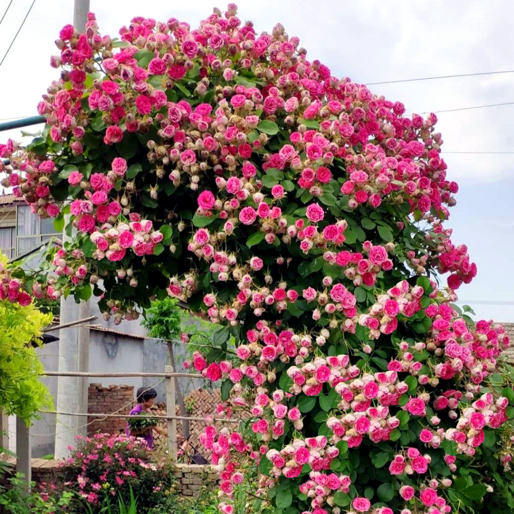 四季开花 胭脂扣月季花盆栽花卉 带花苞庭院阳台藤本植物