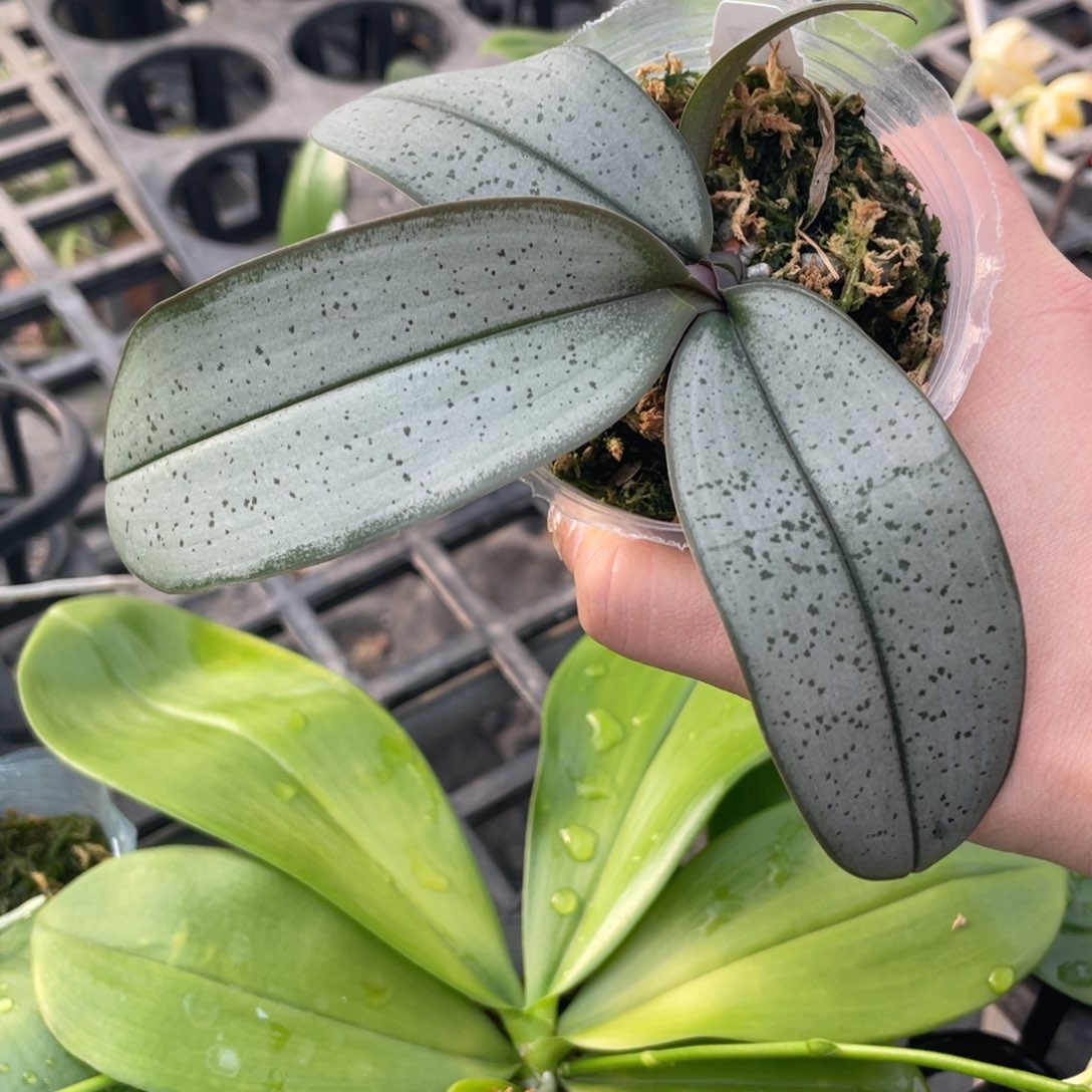 当前无花栽培后可以开花