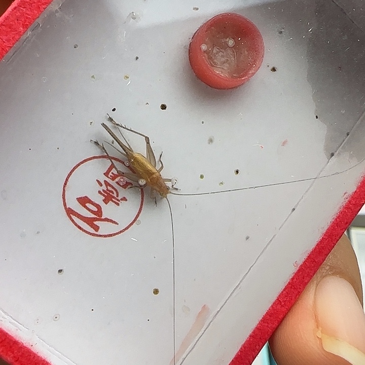 鸣虫虫具一条包邮