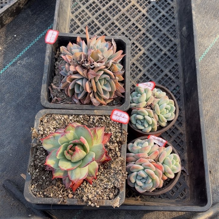 吾*王布鲁蓝多头惊鸿冰玉两颗