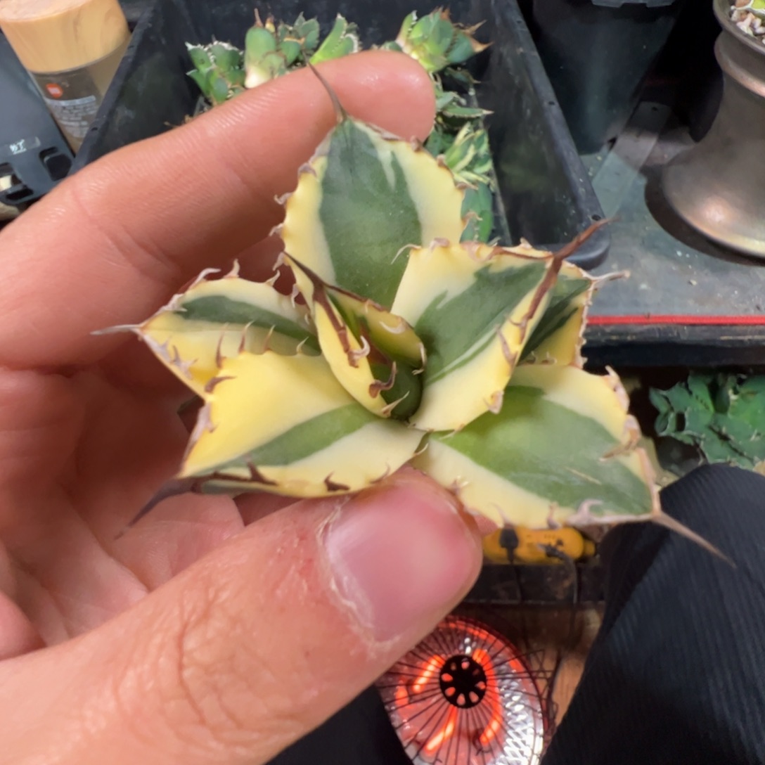 大大大大大大大龅牙