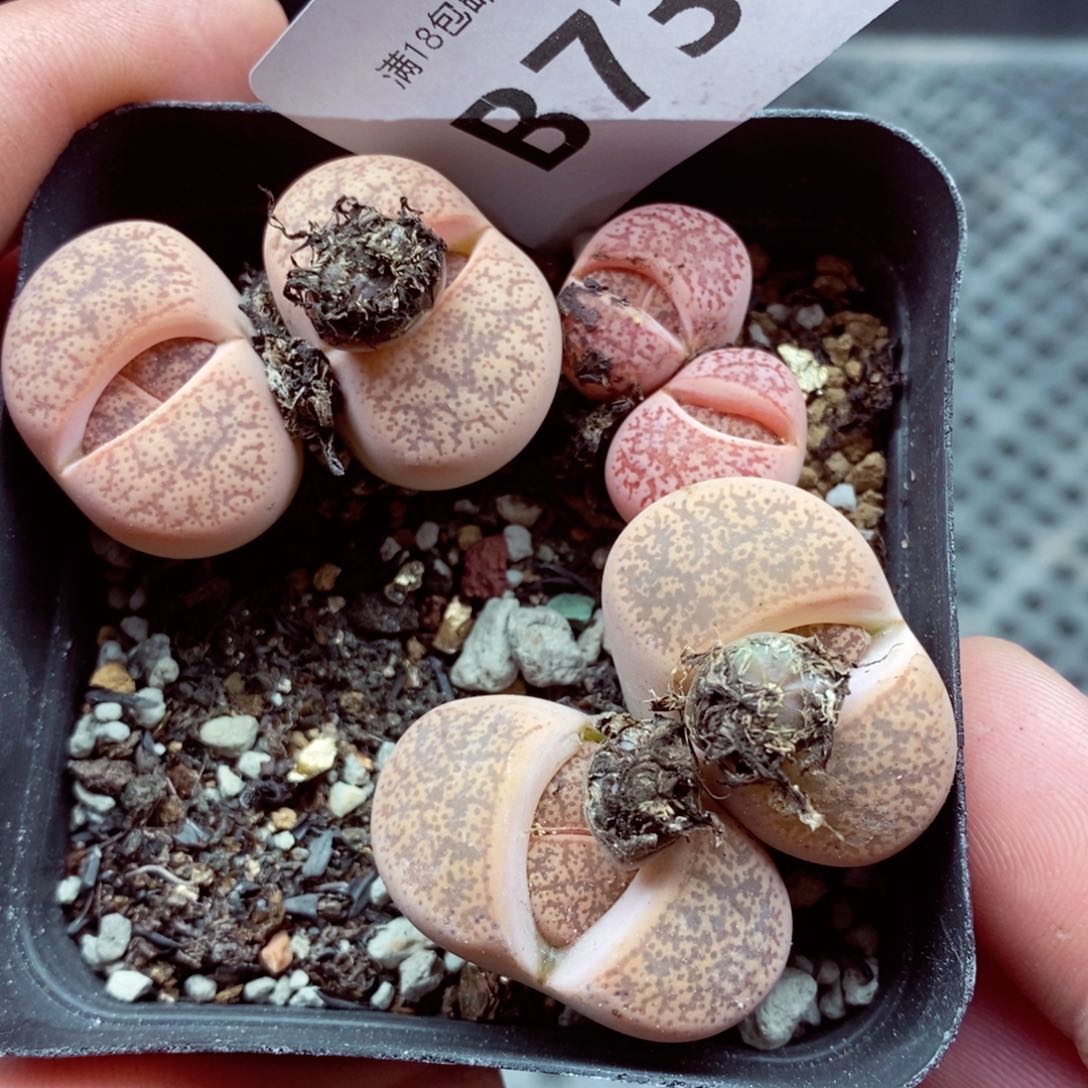 我是一只小小鸟地域鬼的736