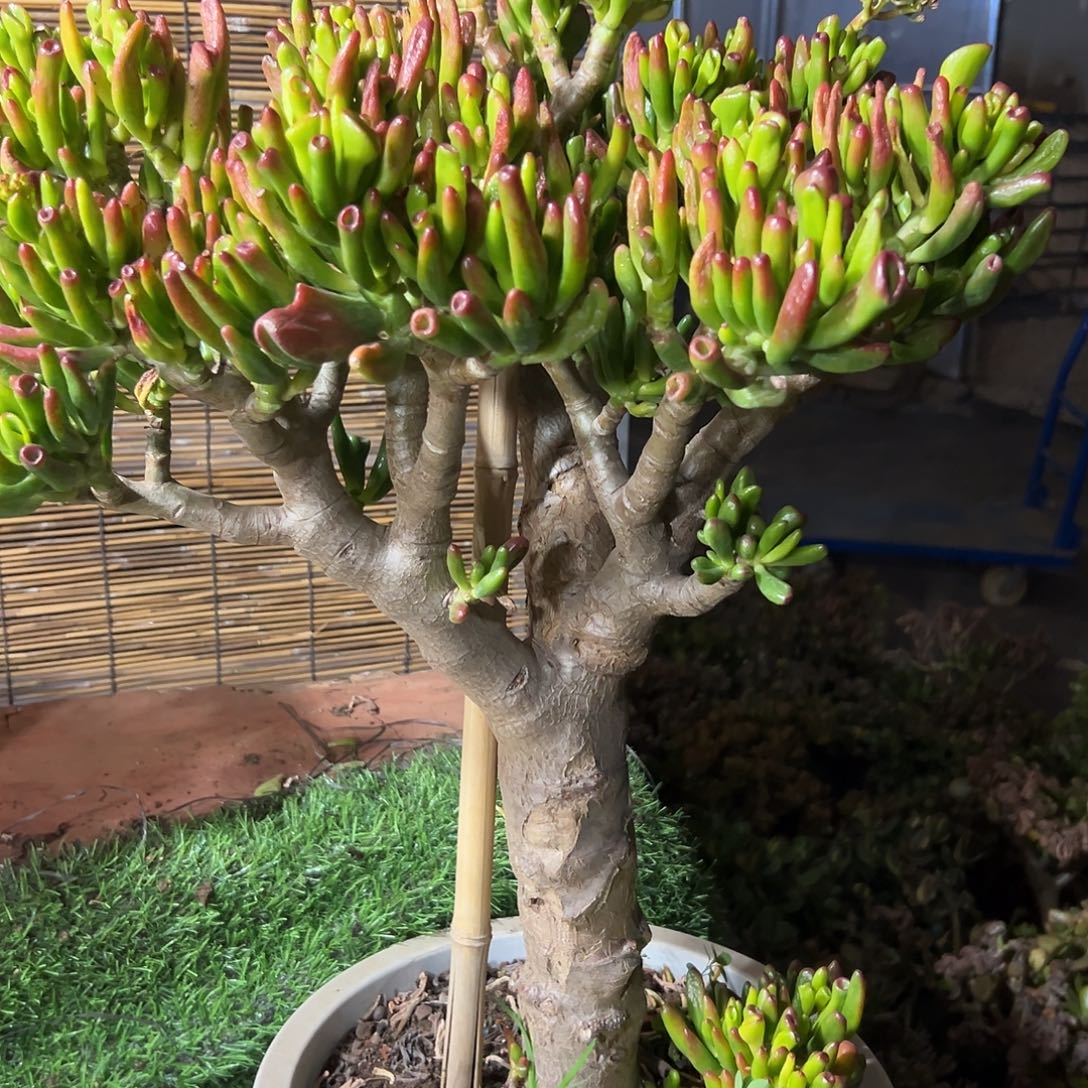 完全开放吸财树一物拍老桩