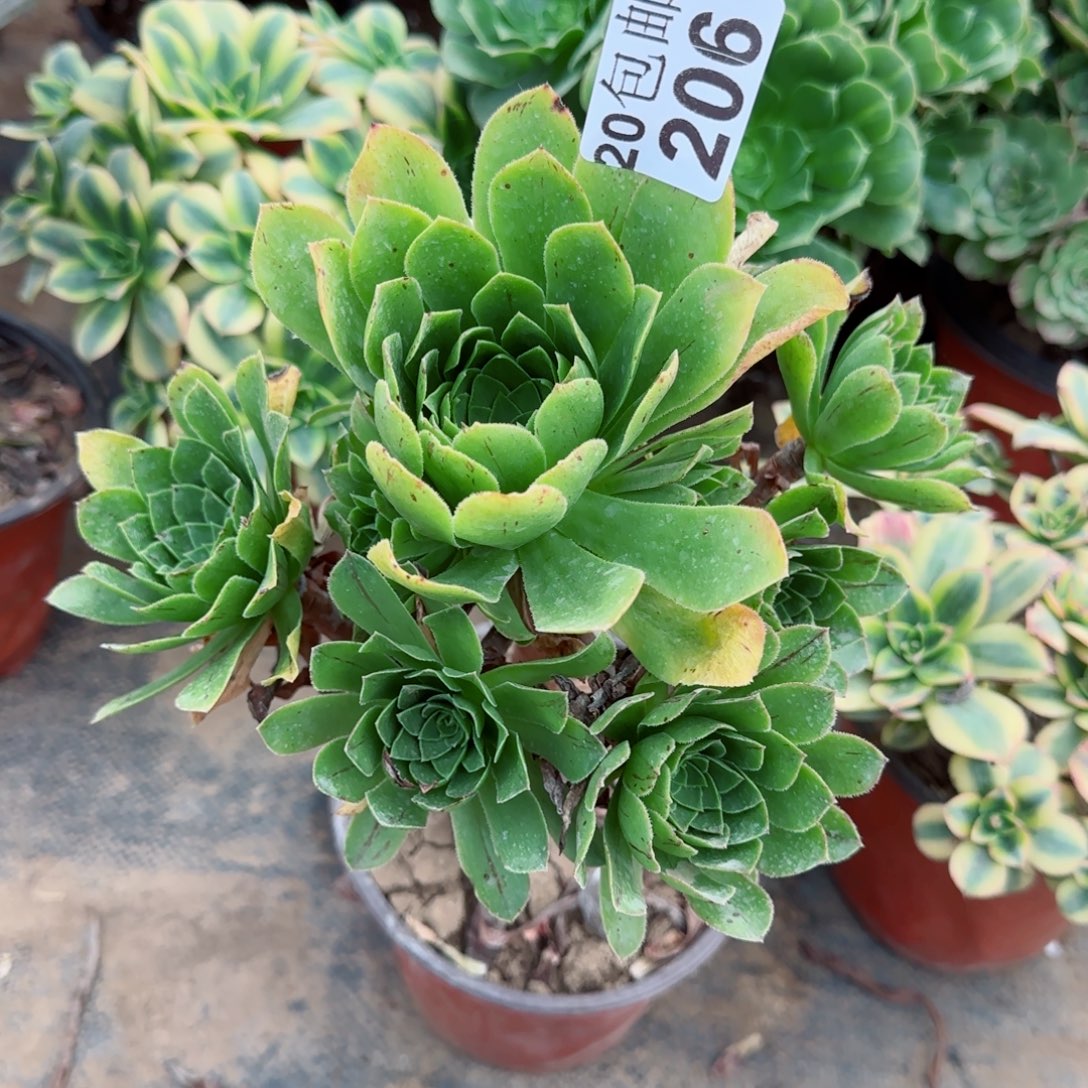 木法沙206满20包邮断枝不包