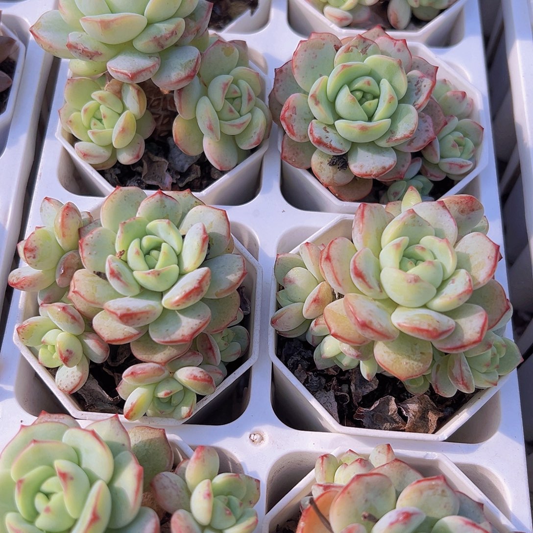 老桩香草19包邮多肉