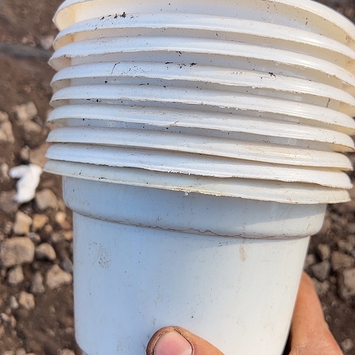 白色圆盆口径15高10发25个