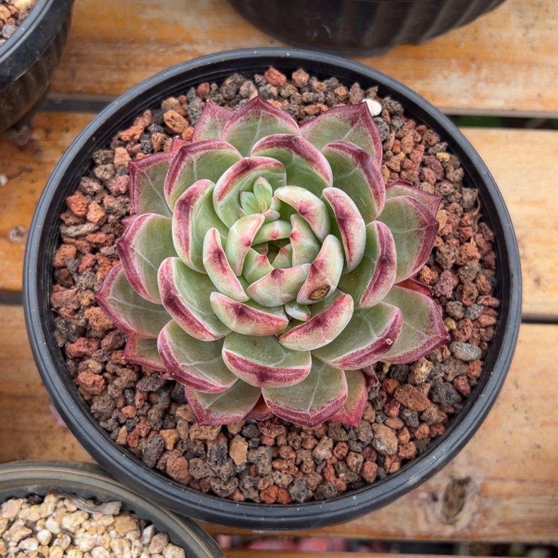 多肉单头夜魔侠【非偏远满18包邮】