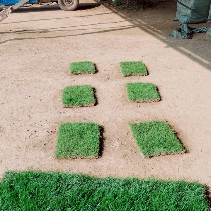 金***流无花朵果岭草带泥土包邮