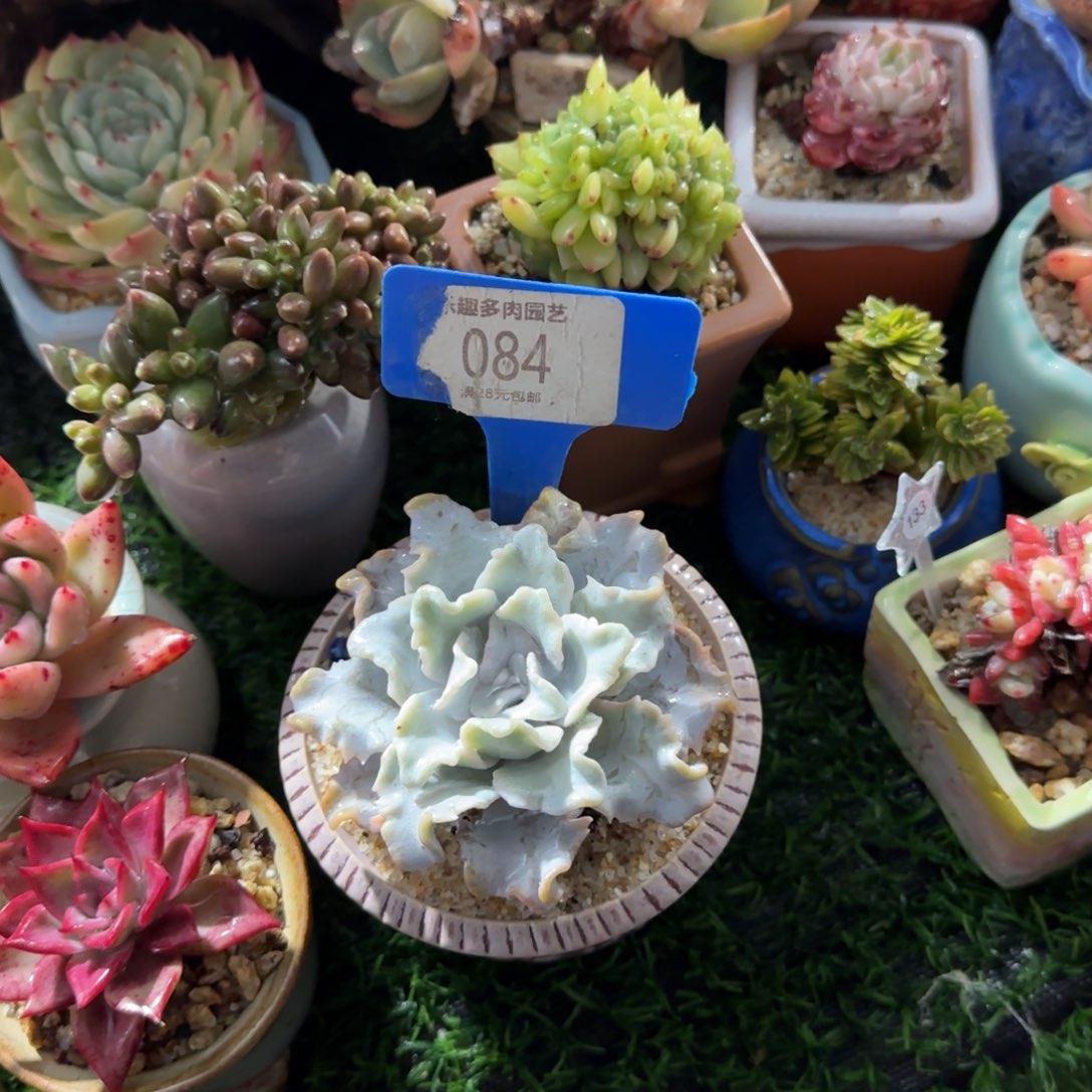 宁***君多肉植物是白饺子马