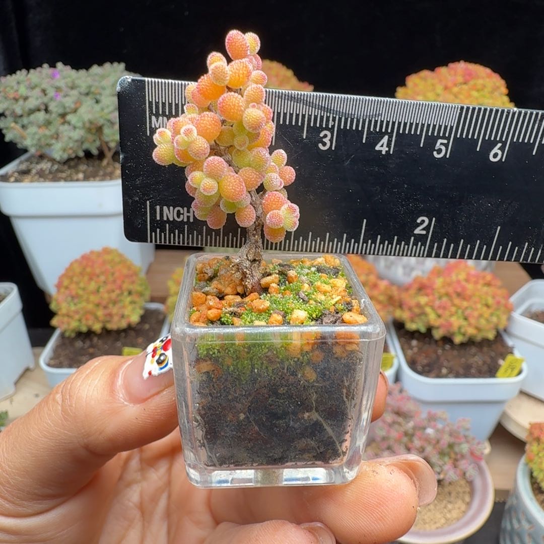 明***猪c28号金桔冠服2厘米左右