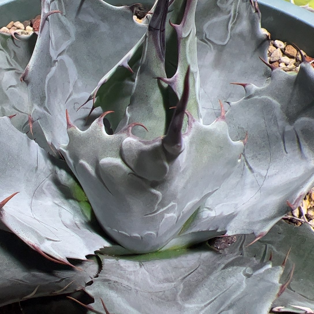 难***涂赖光龙舌兰植物植物