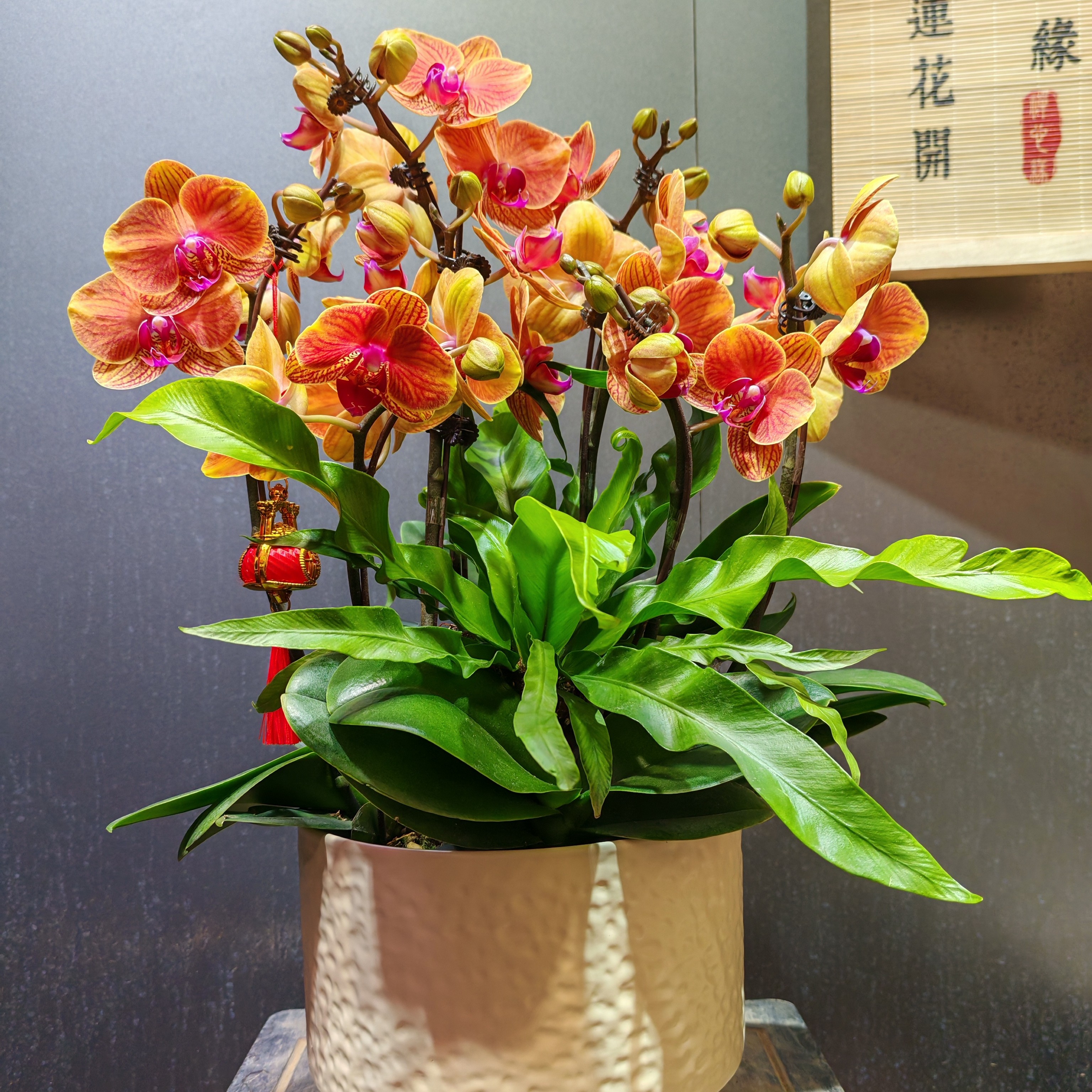 〔大吉大利〕蝴蝶兰室内盆栽8支装