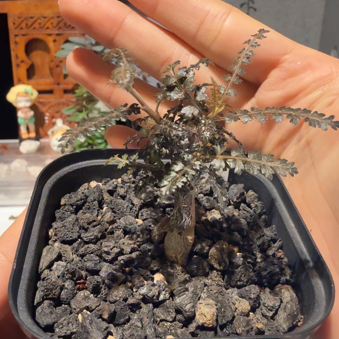 实生索科特拉乳香