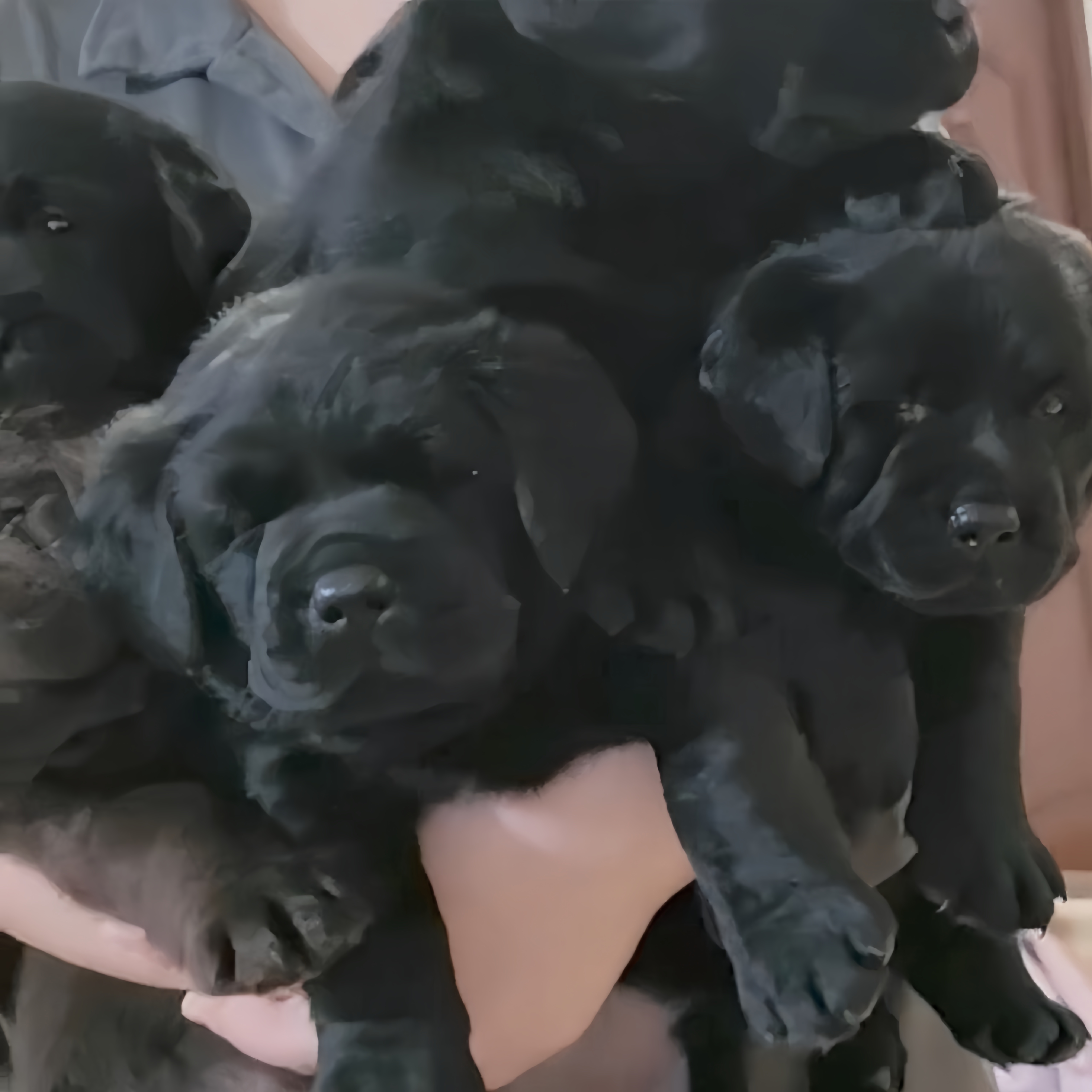 （齐鲁拉布拉多)狗狗宠物活体链接