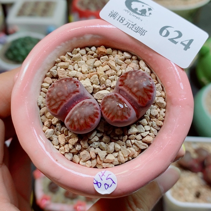 生石花花花花花花624