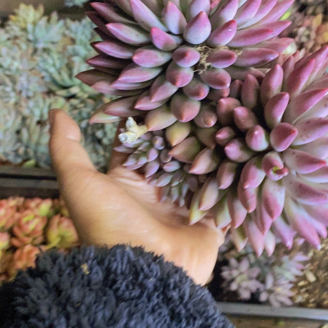 多肉植物多肉植物