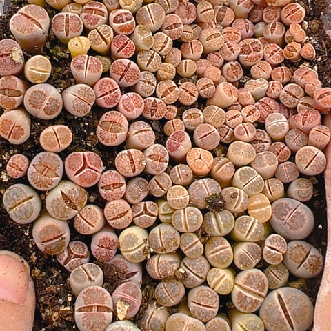 【闪购商品】24932