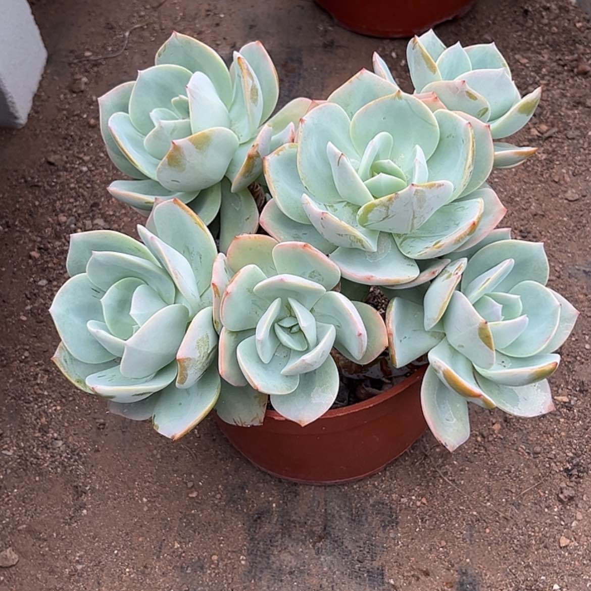 【闪购商品】无花朵林*