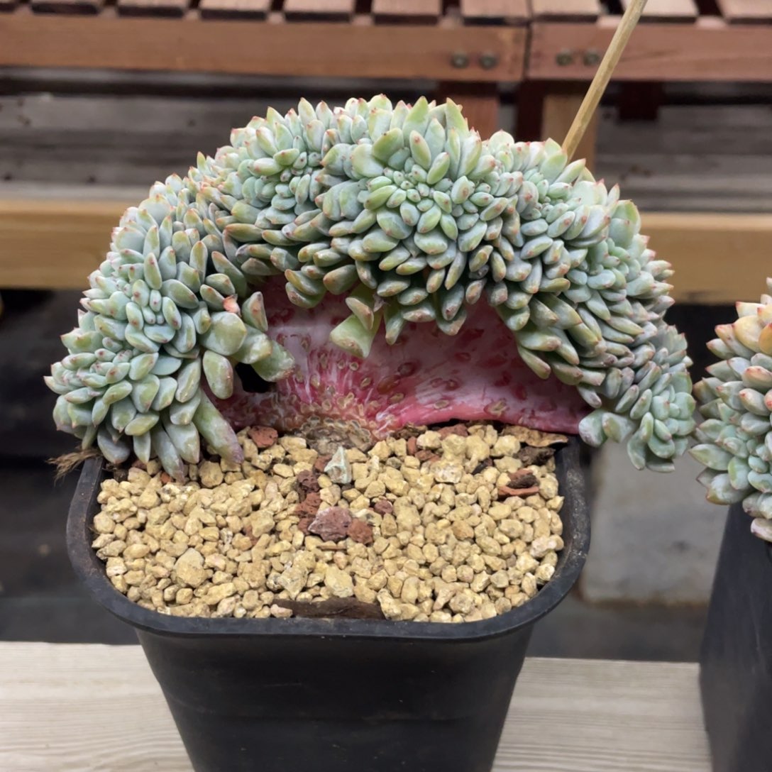 石榴子星影缀化小树