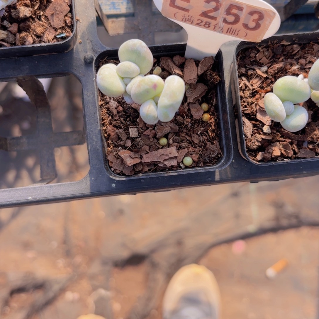 笙***默E253油煎丸子一物一拍