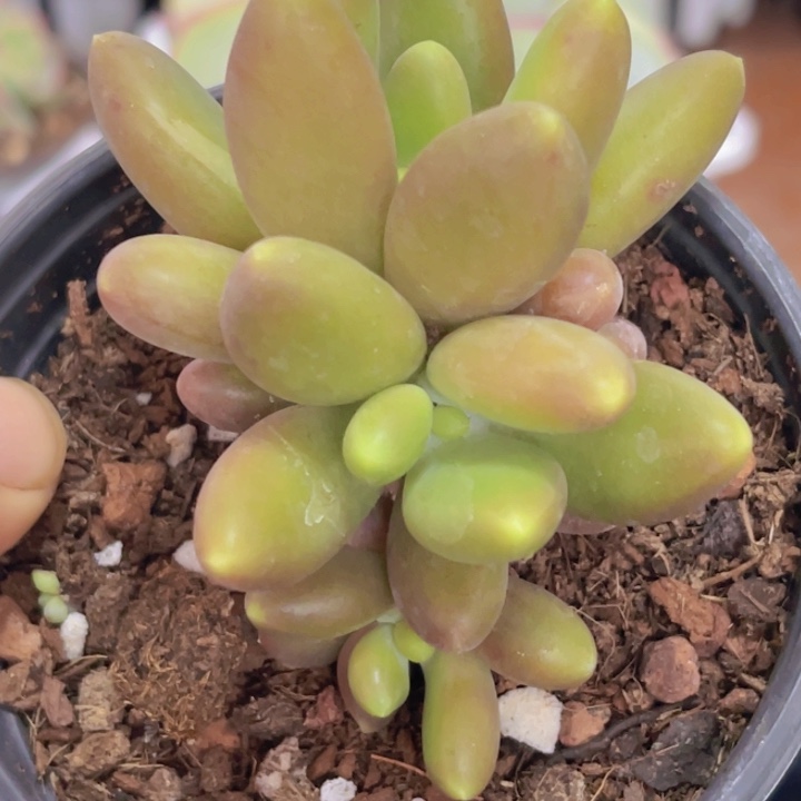 芒果奶多肉植物621