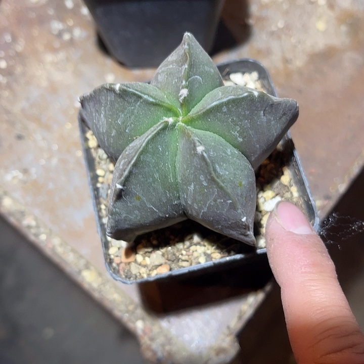 满38包邮2天凑单，脱土晾根发货多肉植物