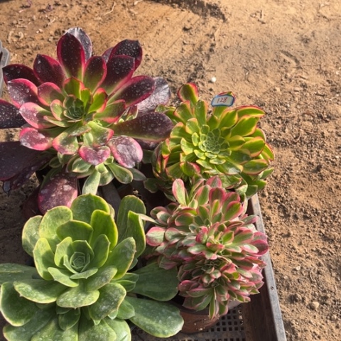 128多肉植物组合