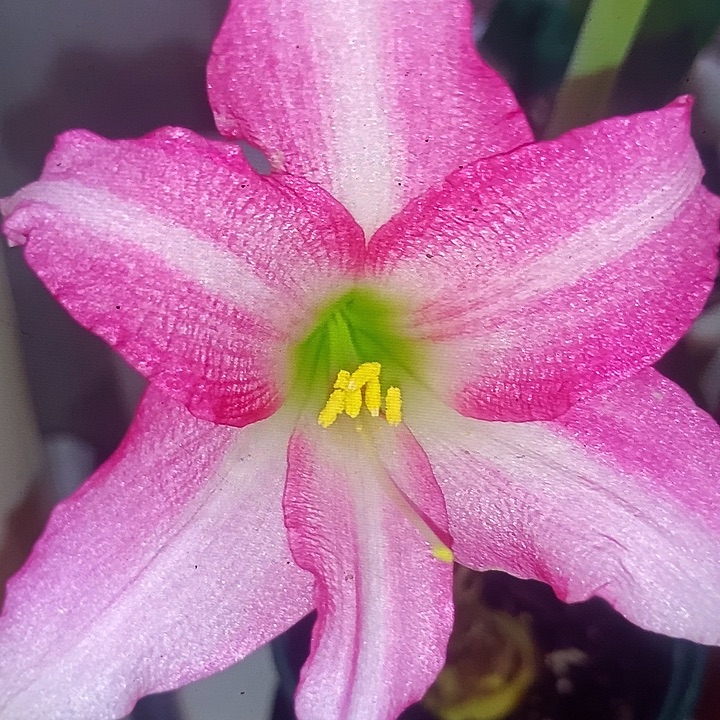 路易莎4厘米朱顶红